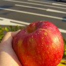 효돈한의원 | 리얼후기] 제철과일;사과,대봉,귤ㅡ필요하세요?