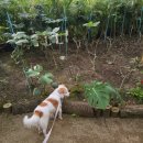 유 농원 | 고양시 애견동반 가능한 농원카페 [올리브유]