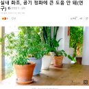 화초 이미지