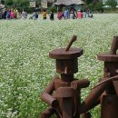 봉평메밀숲 이미지