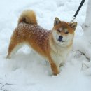 왕초켄넬 이미지