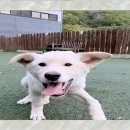 강아지천국 이미지