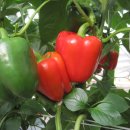 방주농원 이미지