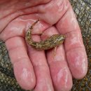 멍텅구리 이미지