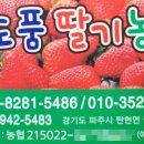 삼도품딸기 네이버블로그
