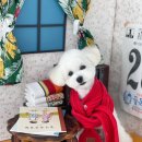 아멜리몽 이미지