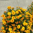 소국(국화)! small flowered chrysanthemum, 小菊 이미지