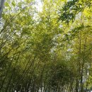 헤븐코리아 이미지