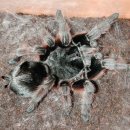 그레이 농장 이미지