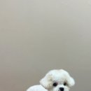 뚜뚜멍멍 이미지