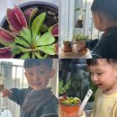 모가농협 앞 | 파리지옥 키우기 2-3주 후기 | 아이와 함께 키워보니 (초보 현실 기록)