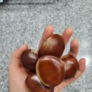 지리산로시난테하우스 | 전남 구례 펜션 지리산 피아골 [로시난테하우스]