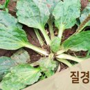 질경이 이미지