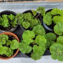 우리들 랜드 이미지