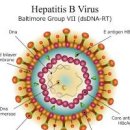 바이러스 간염의 종류와 감염 원인 특징 간에 좋은 음식 이미지