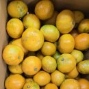 조생감귤과 하우스황금향~!! 이미지
