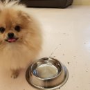 해피치 애견카페 이미지