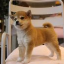 (주)이누 이미지