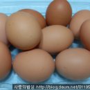 인삼오리