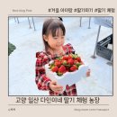 한결농장 | 고양 일산 딸기 체험 - 작년에 이어 재방문 다인이네 딸기 체험 농장