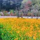 코스모스와 메밀가든 이미지