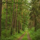 예향의 숲 이미지