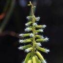 알로에(ALOE)
