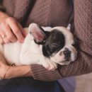 꿈꾸는 강아지 이미지