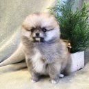 퐁실퐁실 이미지