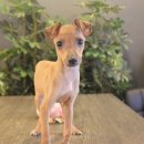 사랑하개 이미지