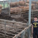 한우사육축사 이미지