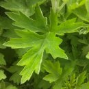 강화군산림조합 | 임신준비 및 수족냉증에 좋은 봄날의 강화섬약쑥 진액 강화약쑥(사자발쑥) 추천 효능 및 후기