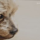 참동물병원 - 서구 도산로 82 | 참동물병원