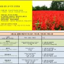 10월 6일. 한국의 탄생화와 부부사랑 / 깨꽃(샐비어, 사루비아), 세이지, 체리세이지, 핫립세이지 이미지