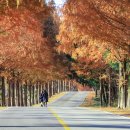 진안 메타세쿼이아길 이미지