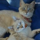 별사랑동물병원