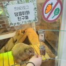 작은 동물원 | 경산 데이트 코스 추천 | 유튜버 정브로 · 다흑도 다녀간 작은 동물원 이웃집수달 후기