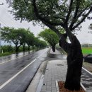 상하리 벚꽃길 이미지