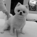 분당파크뷰 동물병원 이미지