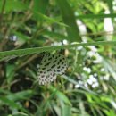 나비랑 바둑이 이미지