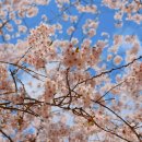 서생포(西生浦)의 거성(巨城): 왜성(倭城)과 진성(鎭城)의 사이에서