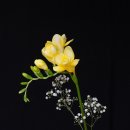 프리지아 이미지