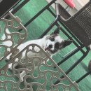 기영이 숯불두마리치킨 경산영대점 | 세 번째!휴가!