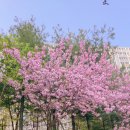 굴포천자전거길3R | 인천 겹벚꽃 명소 굴포천 실시간 만개 주차장 포토존