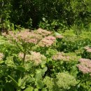 아름다운 꿩농원 이미지