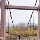 종합식품 | [전남 구례] 산수유마을 방문 후기 | 산수유 개화 50% 봄꽃 산책 다녀왔어요