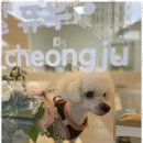 우리집강아지 애견미용 이미지