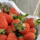 땡큐팜 | [김포] 🍓더땡큐팜 딸기 따기 체험 후기🍓