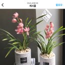 레브(REVE) 이미지