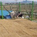 훈이애견 이미지